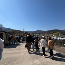 하평리 | 지리산치즈랜드에서 수선화와 벚꽃 구경 &amp; 동물 먹이주기 체험 실패 후기, 입장 정보/구례 벚꽃 만개