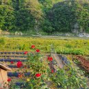 자작나무집 펜션 이미지