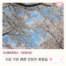 안양천 산책로 | 서울 벚꽃 명소 안양천 벚꽃길, 벚꽃터널 2026 실시간 만개 후기