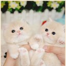 메종드센텀 이미지