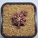 바다의 신 이미지