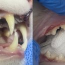 장승준동물치과병원 이미지