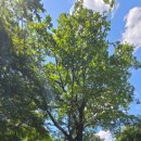 예밀2리마을회관 | 영월 김삿갓면 예밀촌마을-예밀교차로에서 예밀촌길로 이어지는 길이 마치 이상향으로 가는 것 같이...