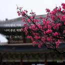 금부가스 | 블루닷(blue dot)-매화꽃 그늘에서