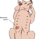 오케이 동물병원 이미지