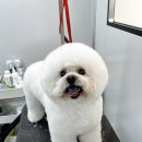 네오펫 이미지