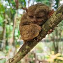 이&강라이브카페 | 보홀 일일투어 가격 및 옵션 비교: 로복강 식사와 마사지 팩 정보