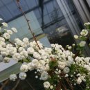 호산나화원 이미지