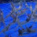 별포차 | 논현동24시 포차 맛집 별들의 기침 솔직후기