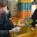 장터 농장 이미지