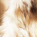 라쿤(Racoon) 이미지