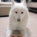 놀면멍하냥 | [청주]강아지 멍핀은 수제간식 전문 '놀면멍하냥'