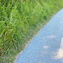 하나피시방 이미지