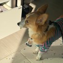 뉴리패션 | 강아지 인식표 주문제작 추천 뉴리뉴리