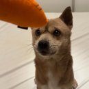 네모강아지 | 마당과 울타리가 있는 춘천 복층 펜션 독채ㅣ네모생일파티 입양 1주년 ㅣ춘천 반려견 여행 코스ㅣ강아지...