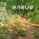 고발 합니다.경북 봉화 늦재~청옥산 산행중 중간쯤 이건 아니다 싶내요.ㅠㅠ 이미지