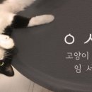 고양이미용사 임서영 이미지