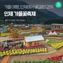 꽃길만걷자 | 인제가을여행 가을꽃축제 인제에서 꽃길만 걷자 후기 [인제 가볼만한곳]