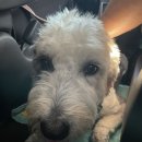 안녕펫택시 이미지