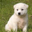 선진동물병원 이미지