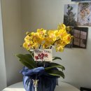 승진 | 수원 승진난 후기｜광교로 배송해드린 호접난 승진화분