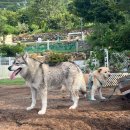 봉자빨래 | 밀양 대형견동반숙소 쿠쿠숲펜션 가성비 독채