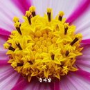 COSMOS/별,꽃 이미지