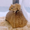 햄동대장 이미지