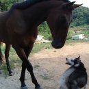 제네농장 이미지