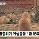 라인씨지 이미지