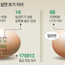 우리계란