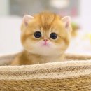 울산고양이분양 모나미네코 울산본점 이미지