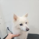 모니카애견 이미지