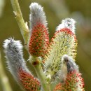 산너머남촌에는 이미지