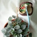 페페로미아 이미지