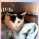 고양이 별 이미지