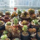 다육세상 이미지