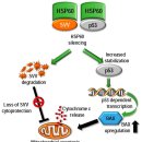 Re: Targeting Heat Shock Proteins in Cancer: A Promising Therapeutic Approa 이미지