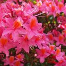 진달래유치원 이미지