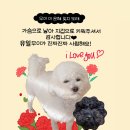 하이뭉치 유치원 이미지