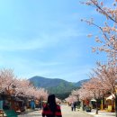 은해사 벚꽃길 이미지