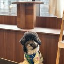 우당탕탕 사고뭉치 이미지