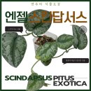 흙에서자란마음(흙심) | 엔젤 스킨답서스: 내 마음도 엔젤 빛으로 빛나고 싶다면(햇빛, 물주기, 통풍, 흙배합, 꿀팁 등)
