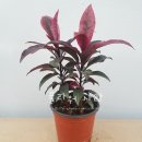 원미사랑약국 이미지