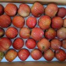 🍎추만동개설기념 "특별이벤트"부사사과 특별할인!!! . 이미지