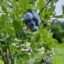 운심농장 이미지