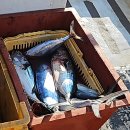 (주)포항정비 | 11월 포항선상낚시 미스터루어 삼치, 참치 조과