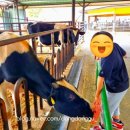 안성행복한동물약국 | 아이와 가볼 만한 곳] 동물 교감부터 승마 체험까지...즐길 거리 가득한 '안성팜랜드' 주말 나들이 후기!
