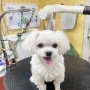 쿠치올로 | [포항애견미용실] 쿠치올로에서 말티즈 별이 위생미용(기본미용)과 얼굴컷 했어요 🐶