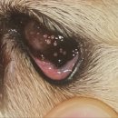 장호원동물병원 이미지